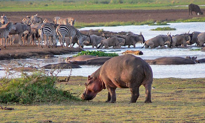 How Much Does a Safari in Tanzania Cost? Complete 2026 Guide