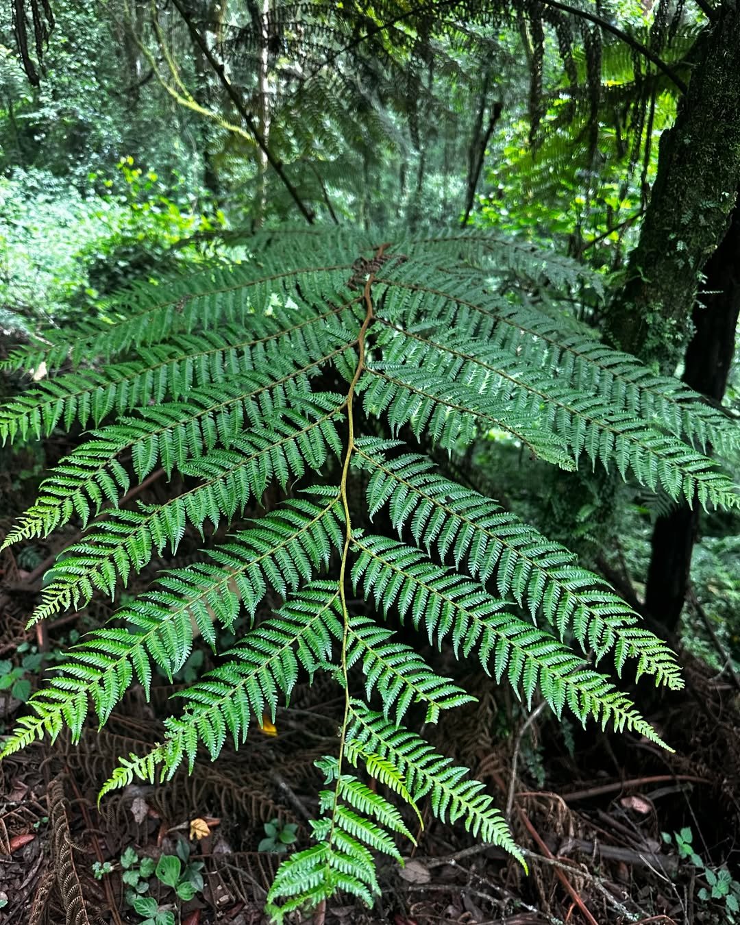 Which Tanzanian Island Should You Choose in 2026–2027?