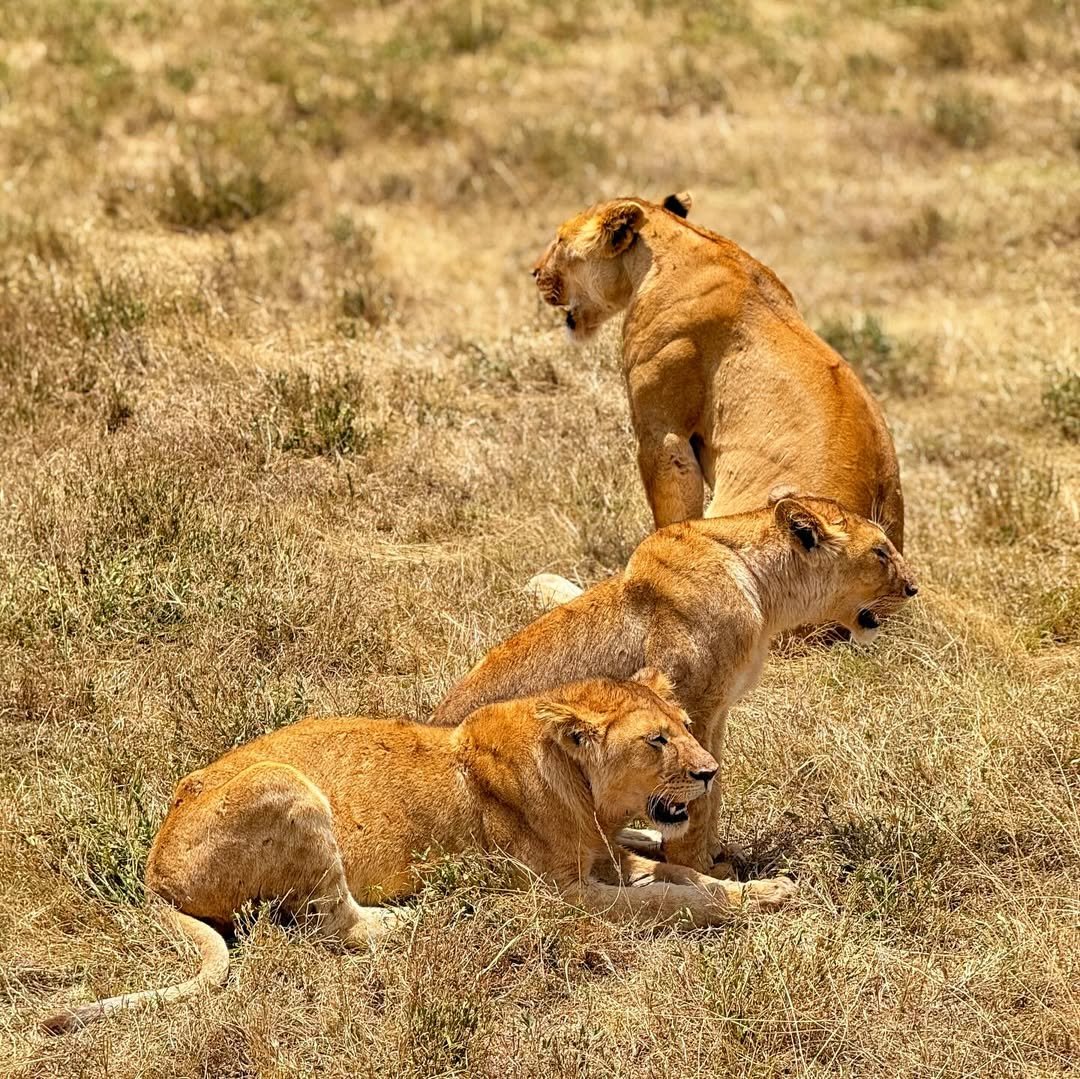 When to Visit Serengeti National Park 2026–2027: Best Times for Wildlife & Solitude