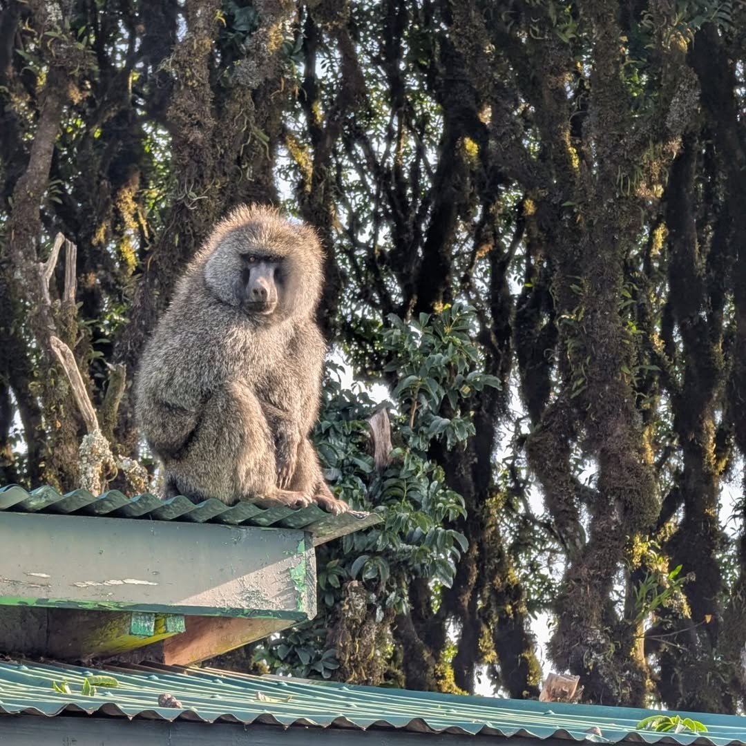 Mafia Island, Tanzania: A Complete Guide to the Hidden Paradise (2026)