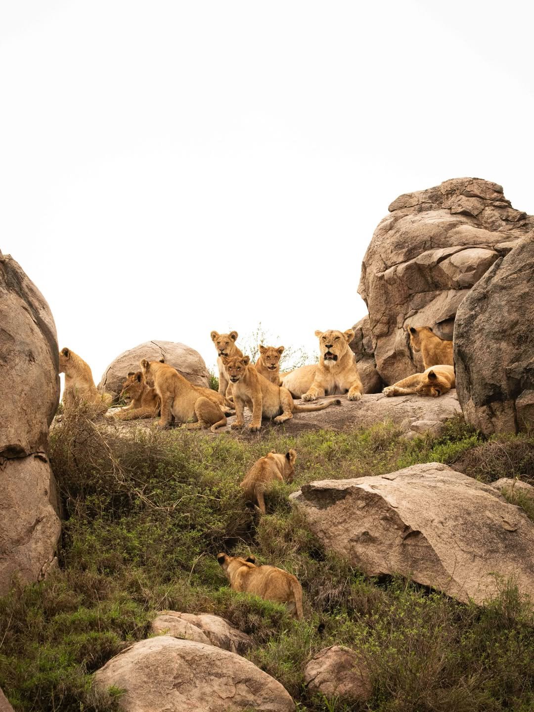 How to Prepare for a Safari in Tanzania (2026 Complete Guide)