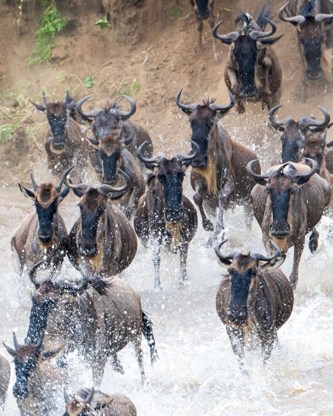 Great Migration Tanzania 2026–2027: When, Where & How to See It