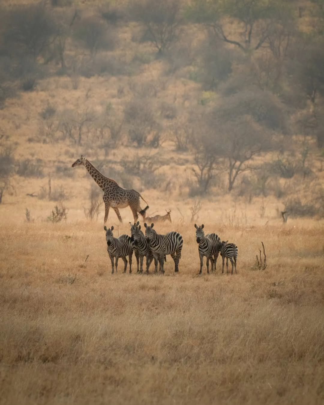 Essential Tips on How to Avoid Insect Bites While on Safari in Tanzania