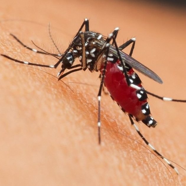 Essential Tips on How to Avoid Insect Bites While on Safari in Tanzania