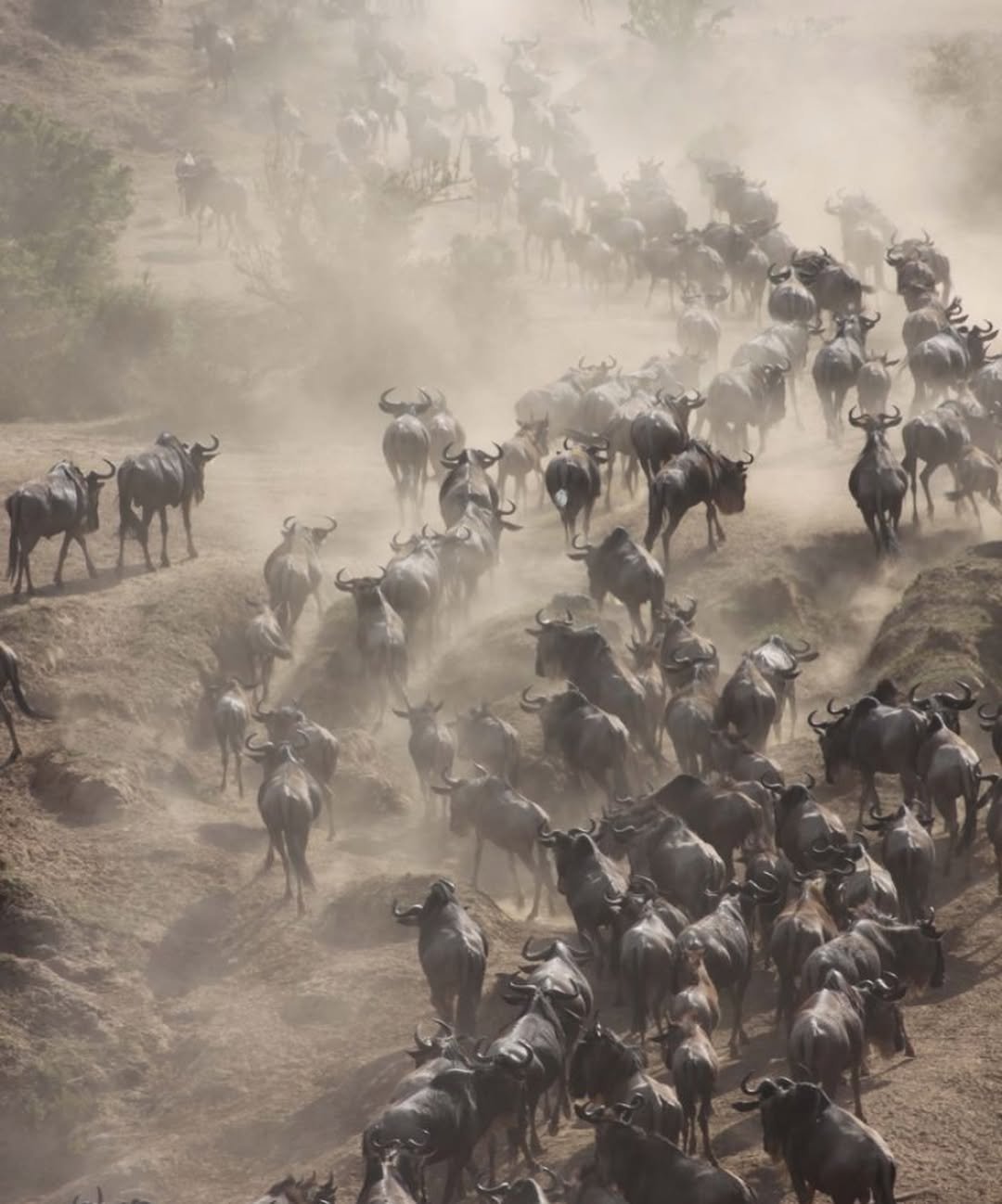 Best Time to Witness the Serengeti Wildebeest Migration 2026/2027 – Complete Guide