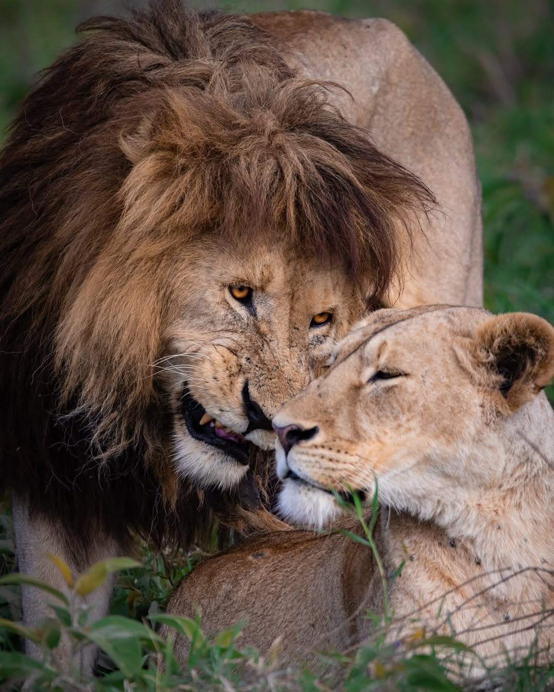 Common Safari Mistakes to Avoid in Tanzania 2026/2027 – Expert Planning Guide