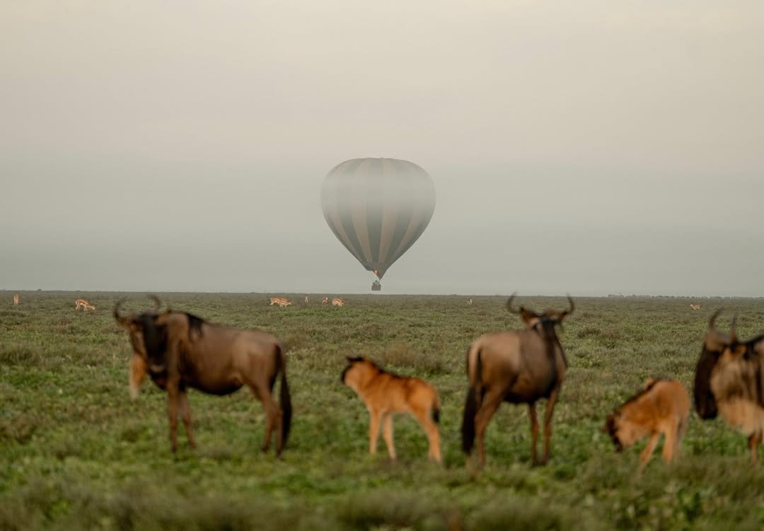 Calving Season in Tanzania 2026/2027 – Best Time for Newborn Wildlife & Safari Experiences