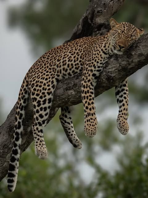 The Amazing True Story of the Kilimanjaro Leopard: Fact, Myth, and Mystery