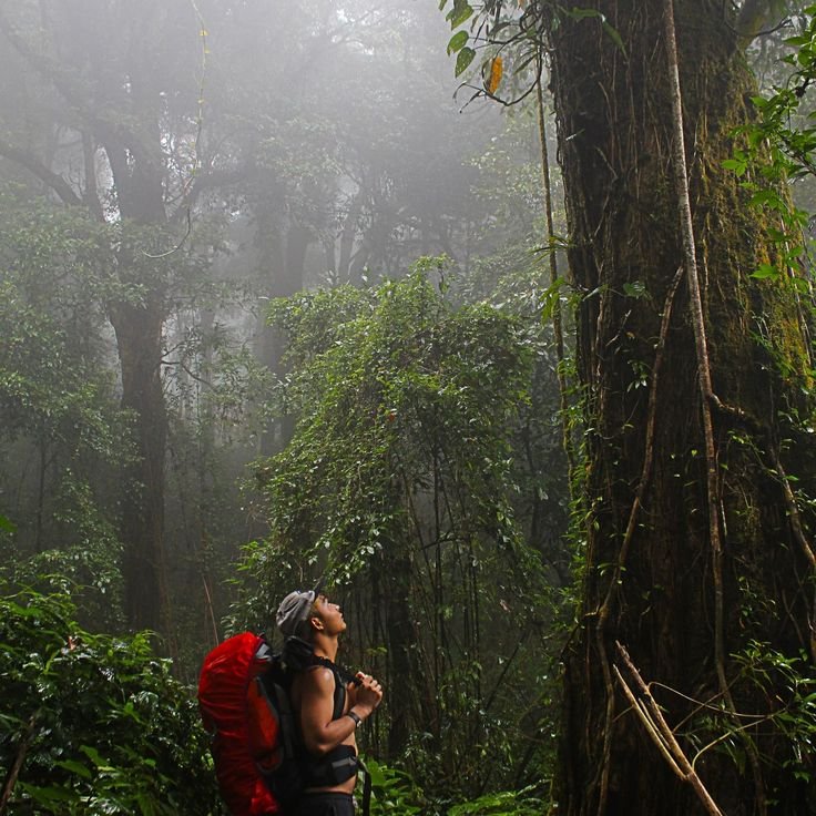 Kilimanjaro Success Rate: What You Need to Know Before Climbing Africa’s Highest Peak