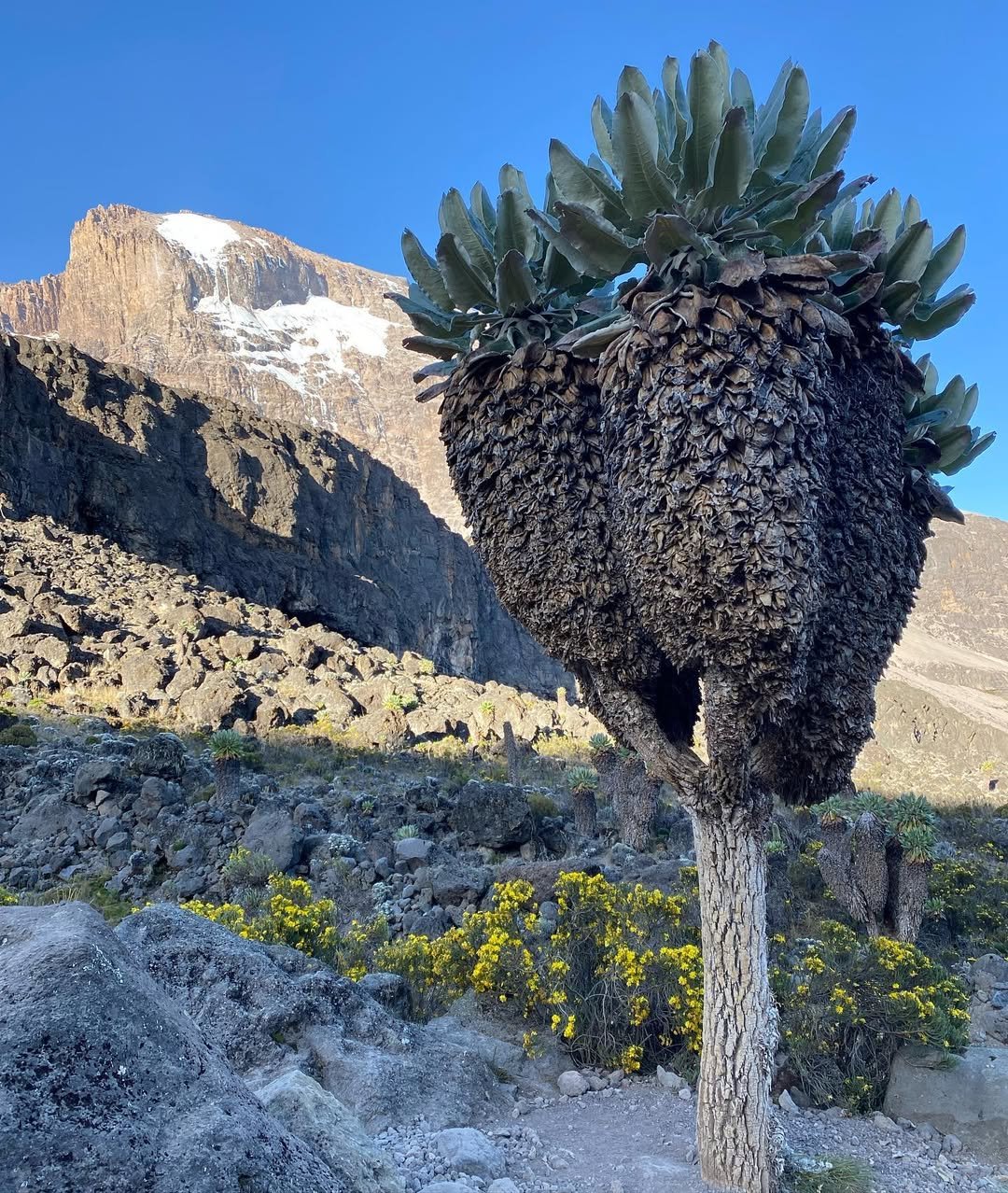 Dendrosenecio kilimanjari: The Endemic Marvel of Mount Kilimanjaro’s Flora