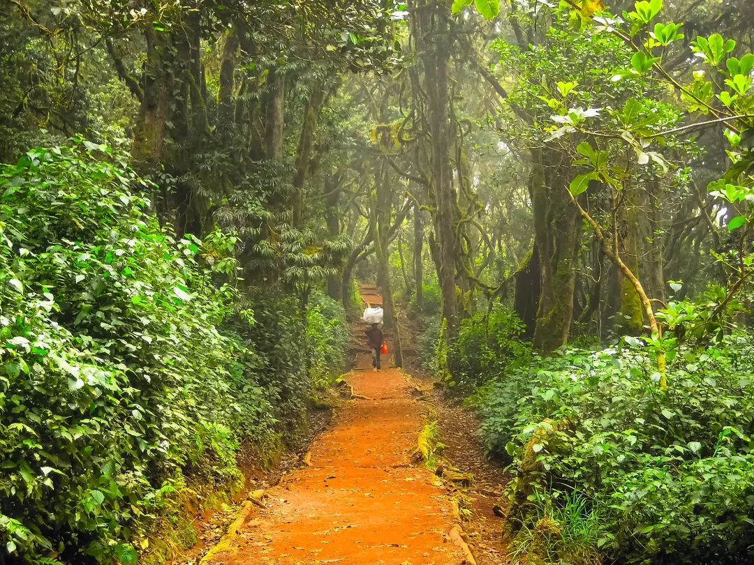 Kilimanjaro Success Rate: What You Need to Know Before Climbing Africa’s Highest Peak