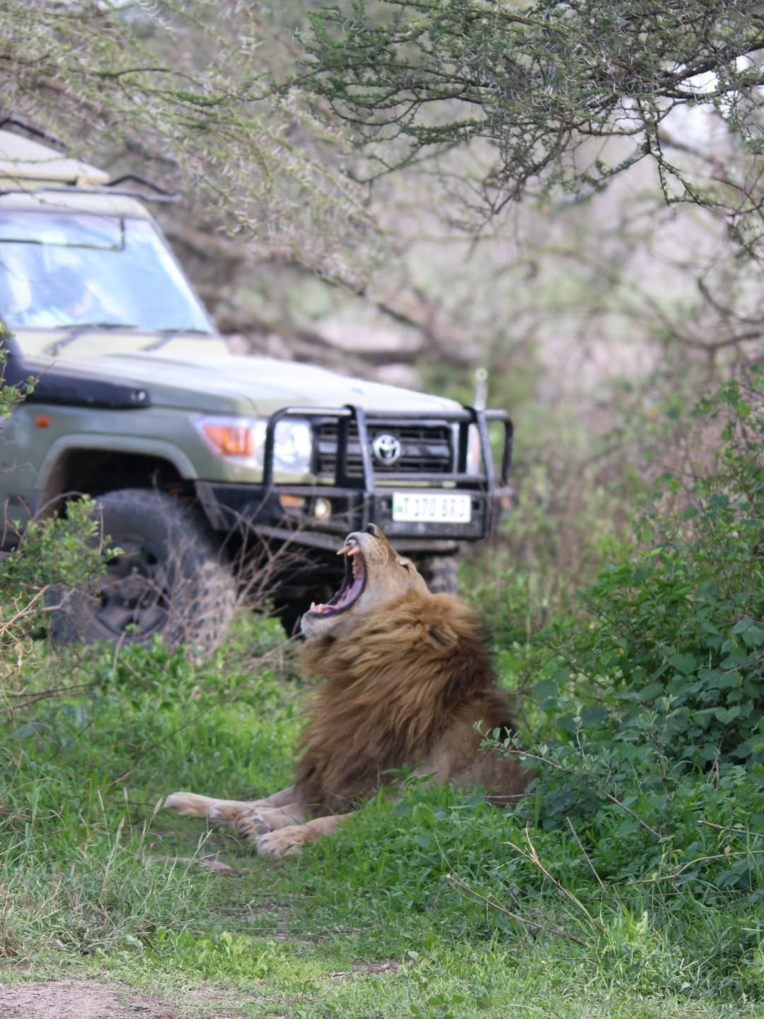 What Is a Safari? The Ultimate Guide to Africa’s Iconic Wildlife Experience