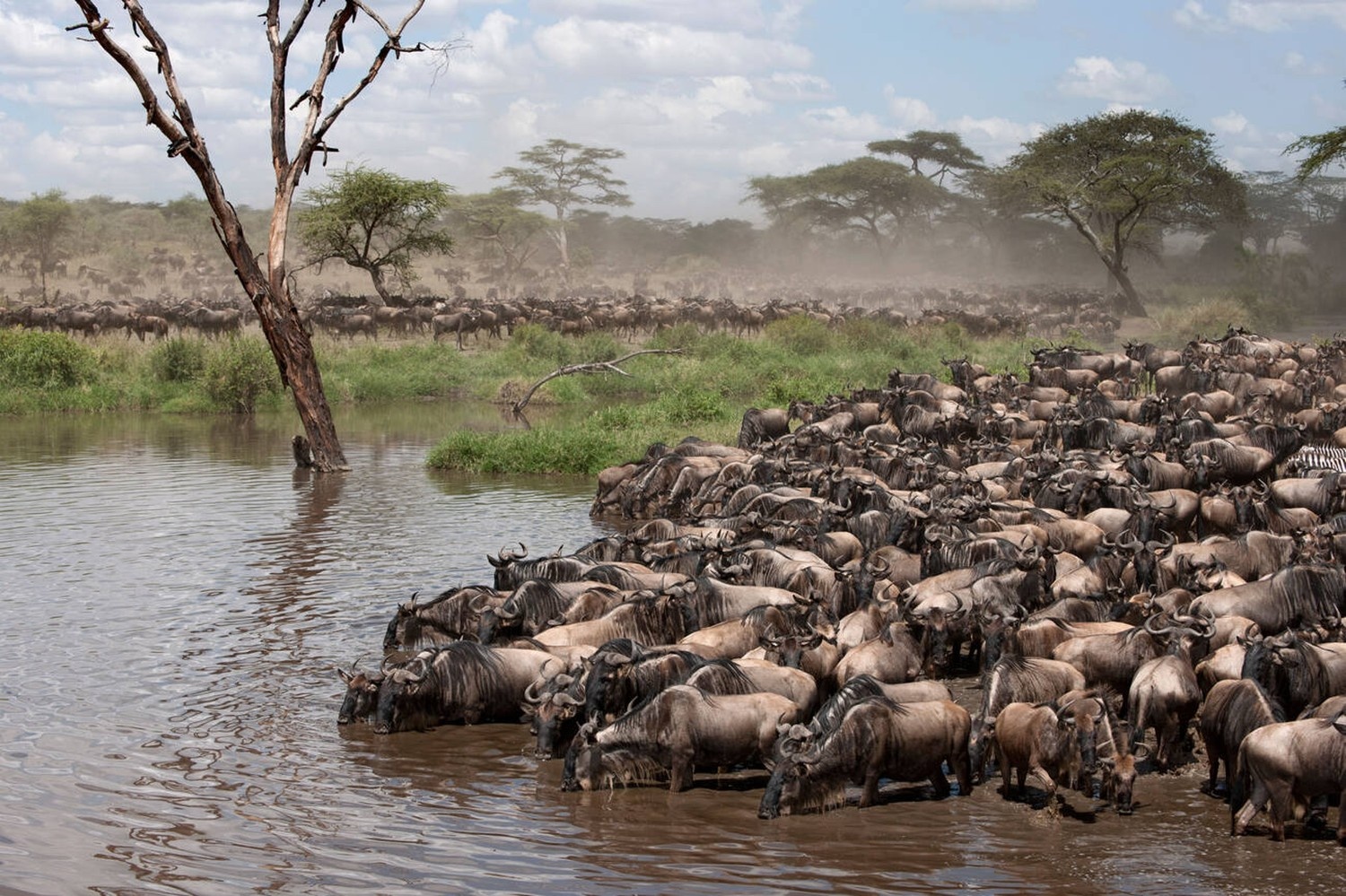 A Guide to the Great Migration in Tanzania: When, Where, and How to See It
