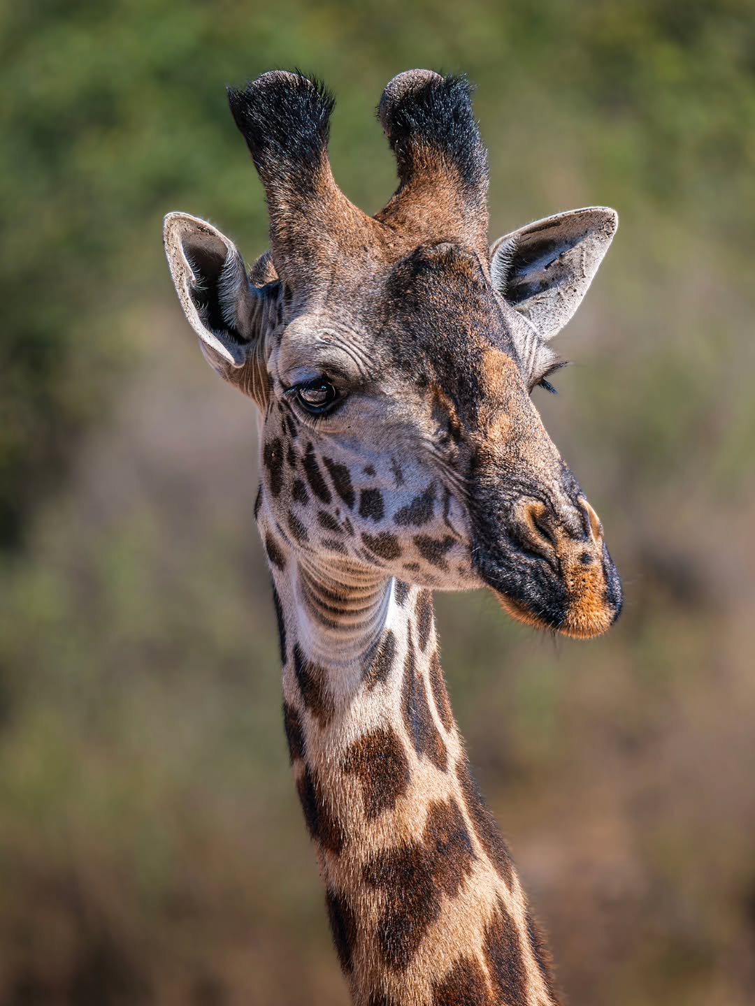 Arusha National Park Day Trip
