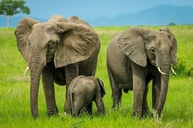 Mikumi National Park Day Trip