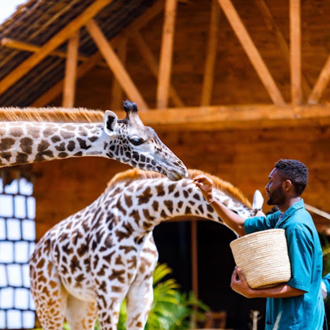 Serval Wildlife Sanctuary Day Trip