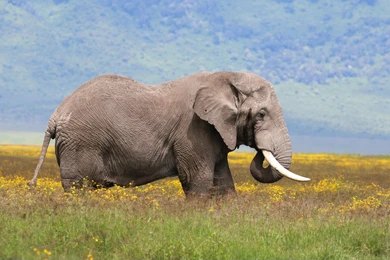 Ngorongoro Crater Day Tour