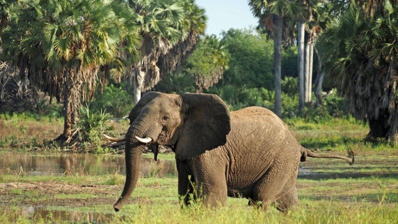 Mikumi National Park