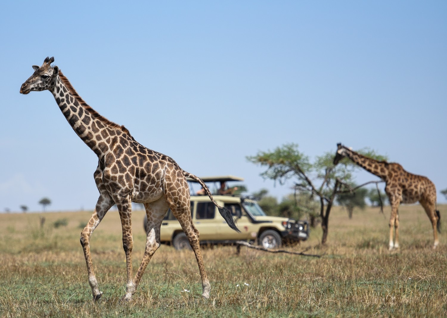 Animal not found in Ngorongoro Conservation Area