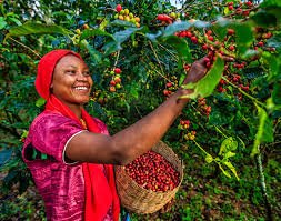 Coffee plantations and farm tours