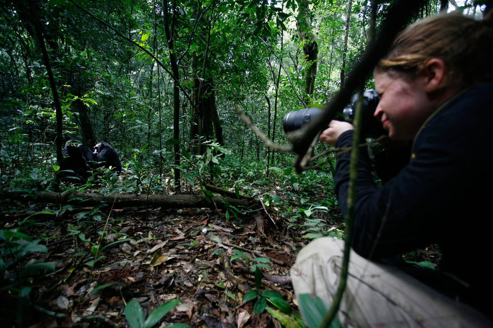 Gombe National Park (chimpanzees)