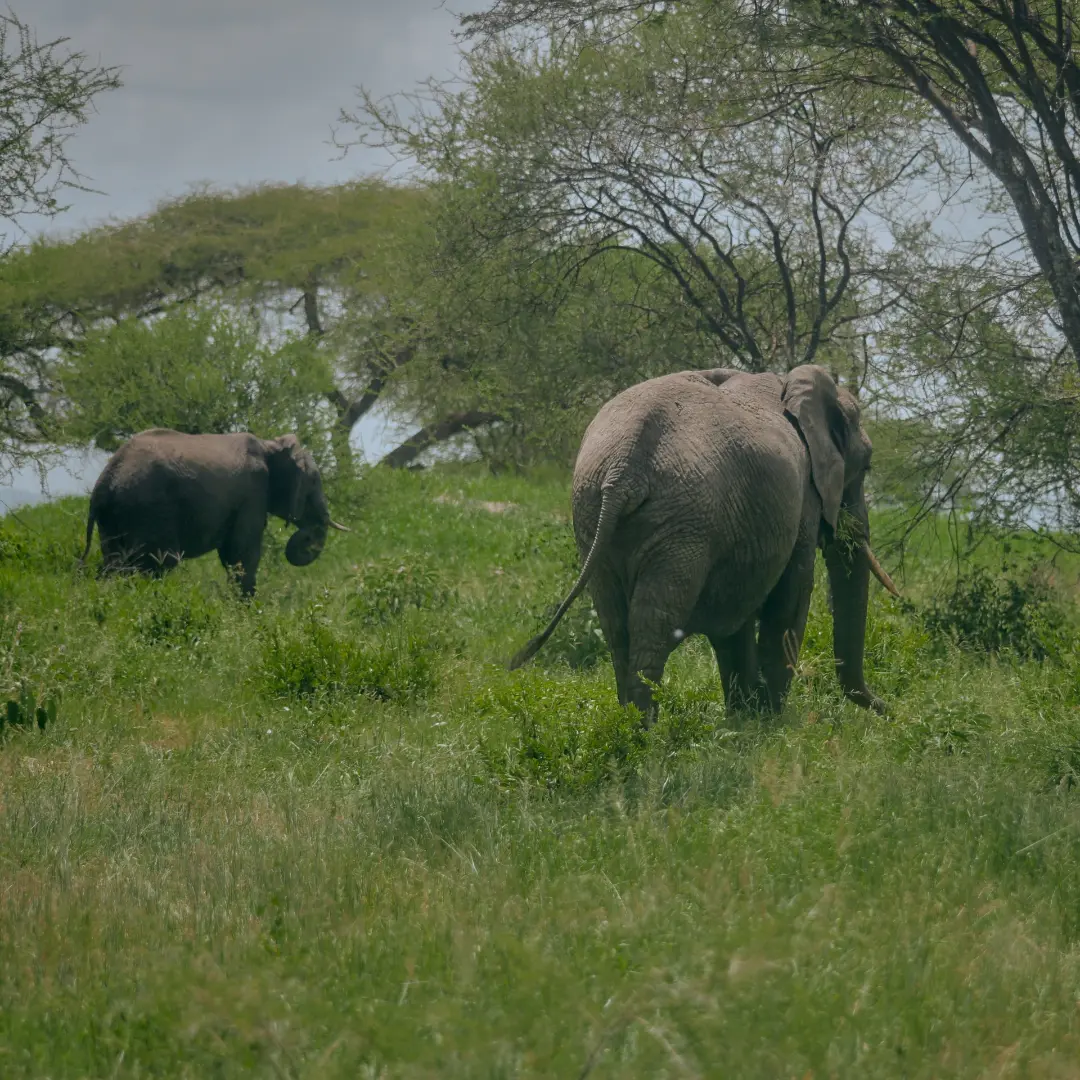 Tarangire National Park