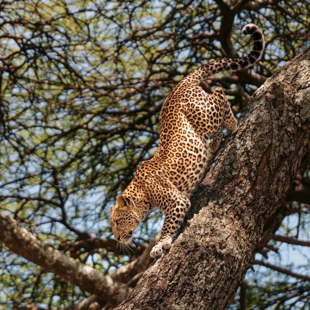 Tanzania is a must-visit for your 2026 bucket list.

The country is rich in national parks and game reserves, offering opportunities to see wildlife in their natural habitats.

Best time to visit:
June - October: dry season, ideal for wildlife viewing
November - March: wet season, greener landscapes, calving season

Whether you are planning a safari or visiting Zanzibar, Tanzania has a variety of experiences for travellers who want to explore nature and local culture.

Click the link in our bio.