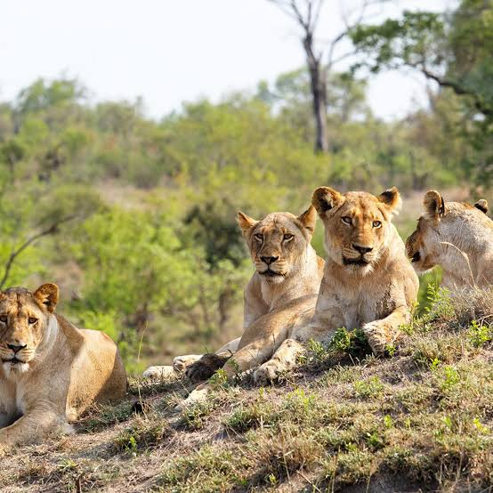 Safari Guides