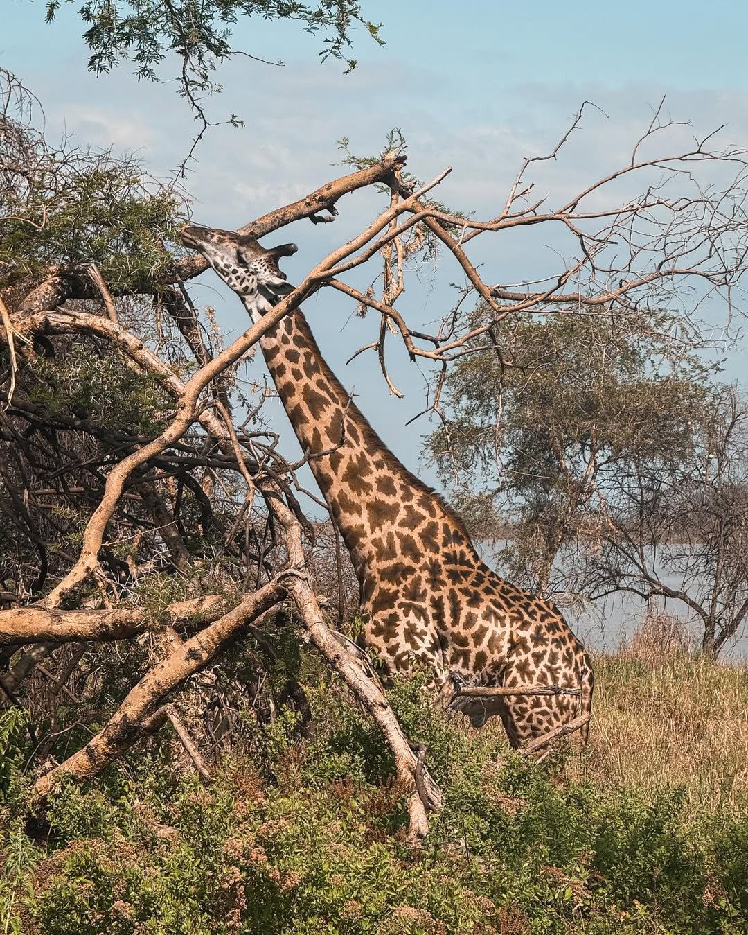 3 Days Private Tanzania Safari: Tarangire, Ngorongoro Crater, and Lake Manyara/Cultural Tour - Image 3