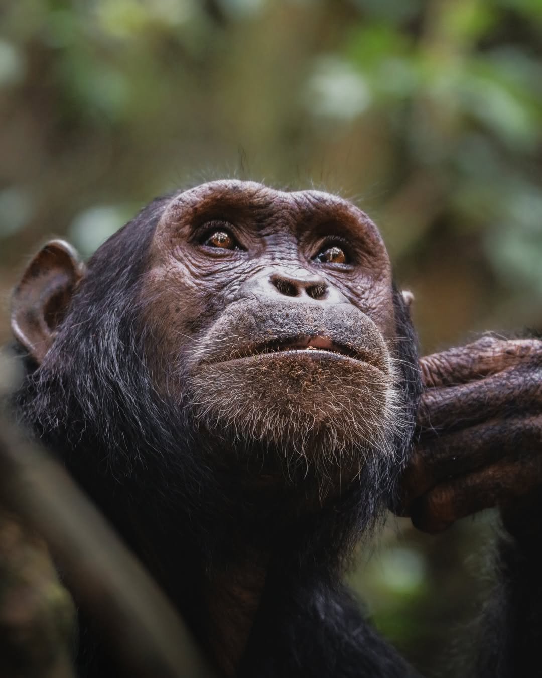 3 Days Gombe National Park Chimpanzee Trekking Safari