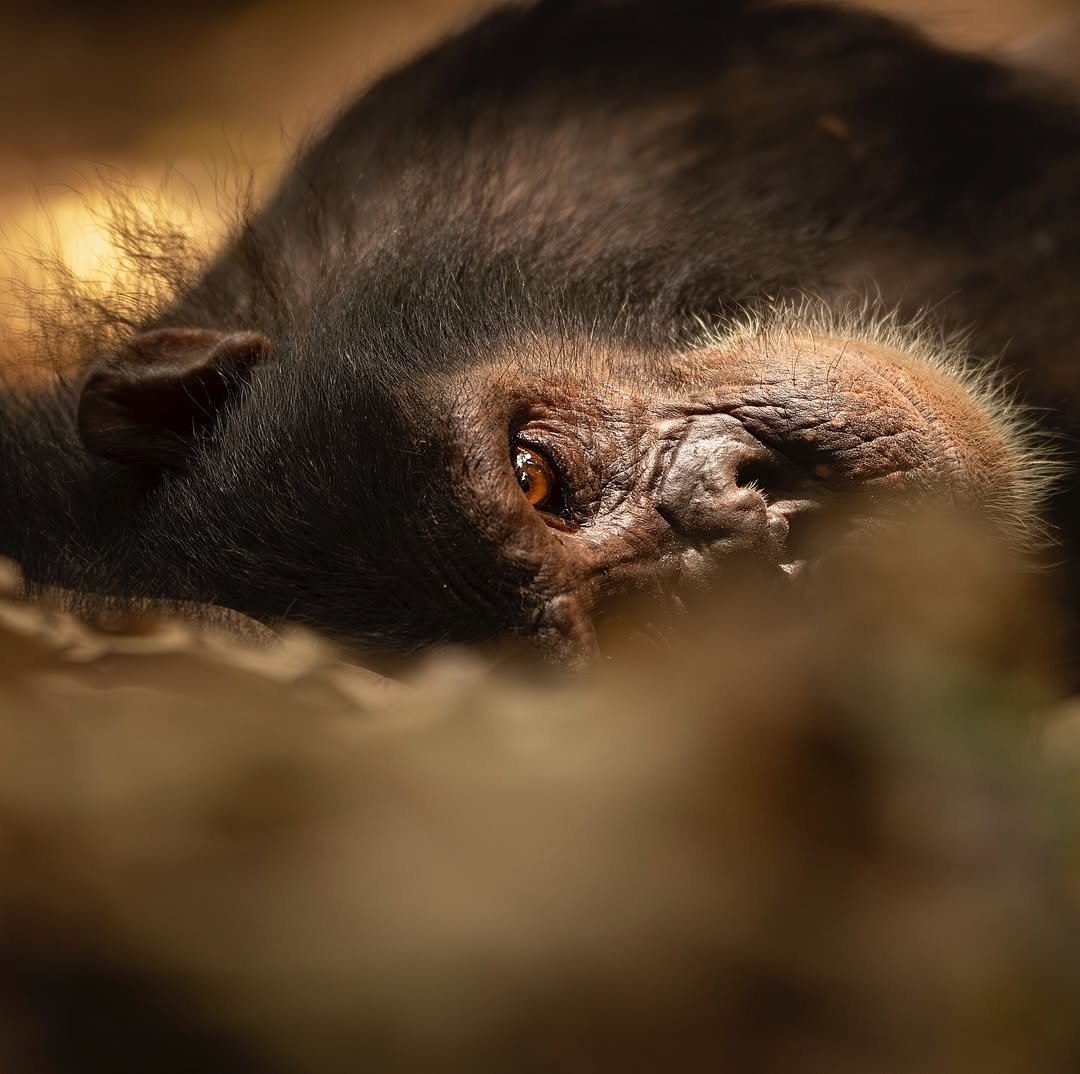 3 Days Gombe National Park Chimpanzee Trekking Safari - Image 4
