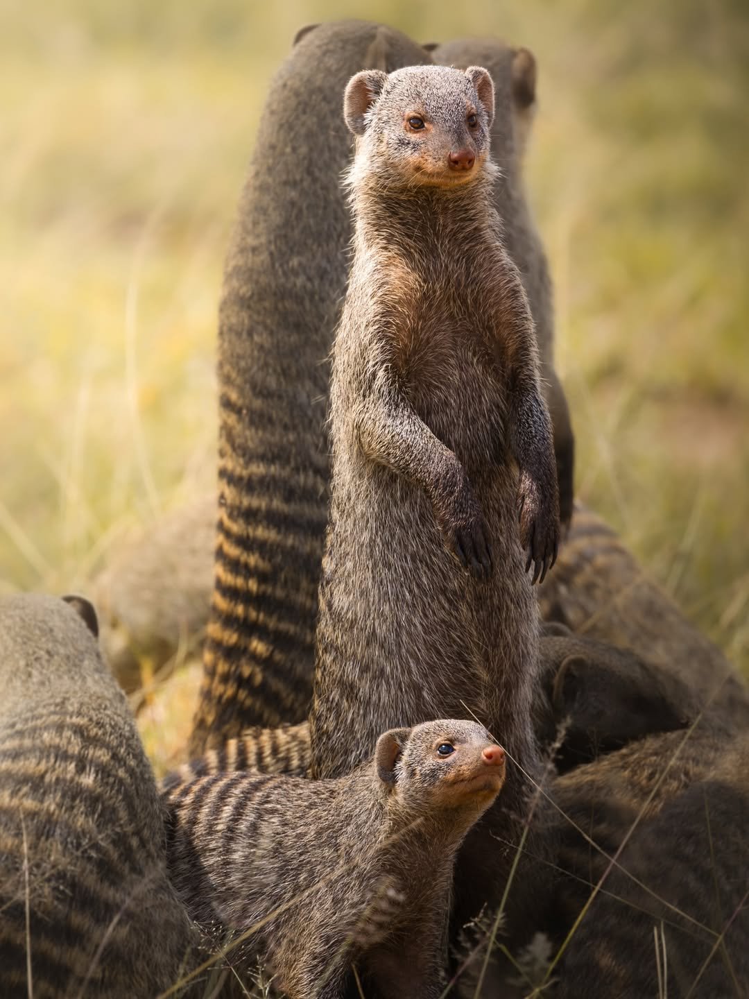 2-Day Lake Manyara & Ngorongoro Crater