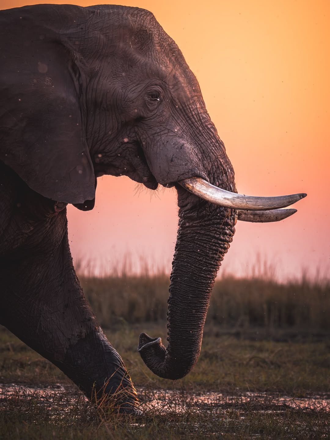 2-Day Tarangire & Lake Manyara
