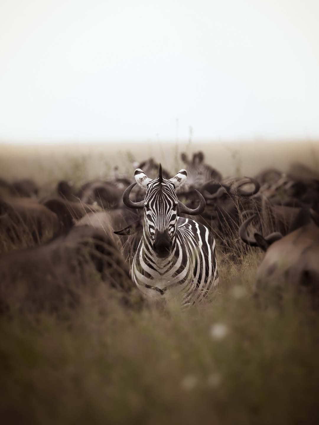 Migration & Calving Safari: Tarangire, Ngorongoro, Ndutu & Southern Serengeti