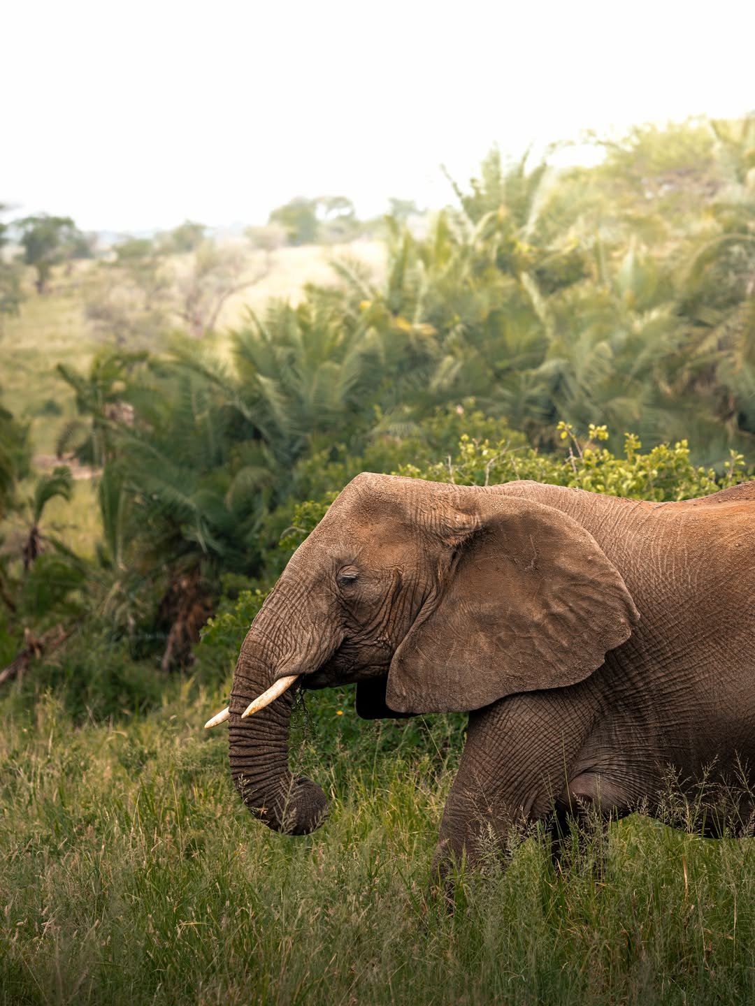 Tarangire, Ngorongoro & Calving Season in Ndutu