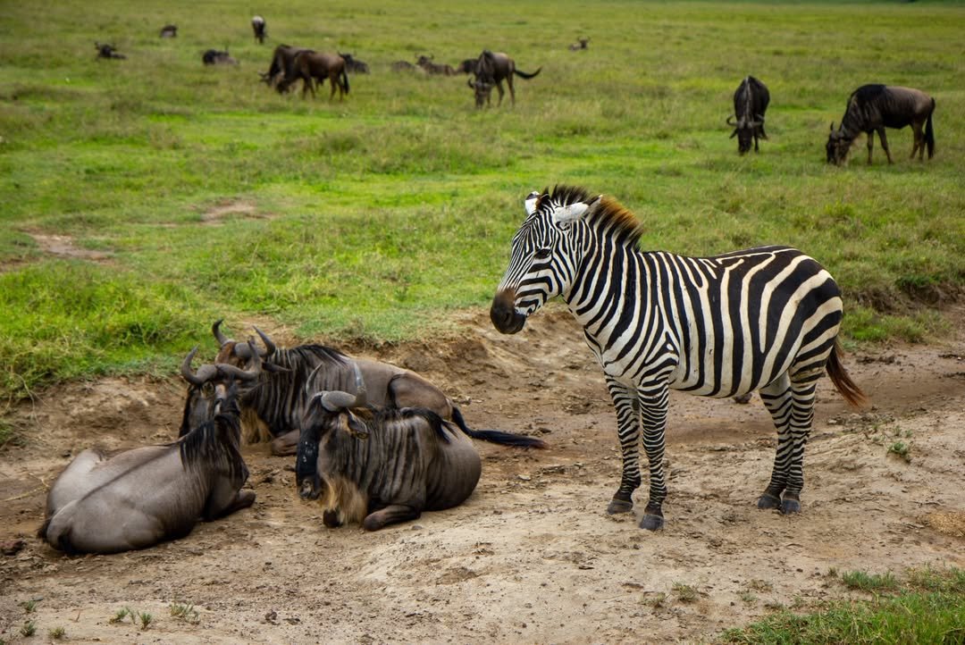 7-Day Tarangire, Serengeti & Ngorongoro