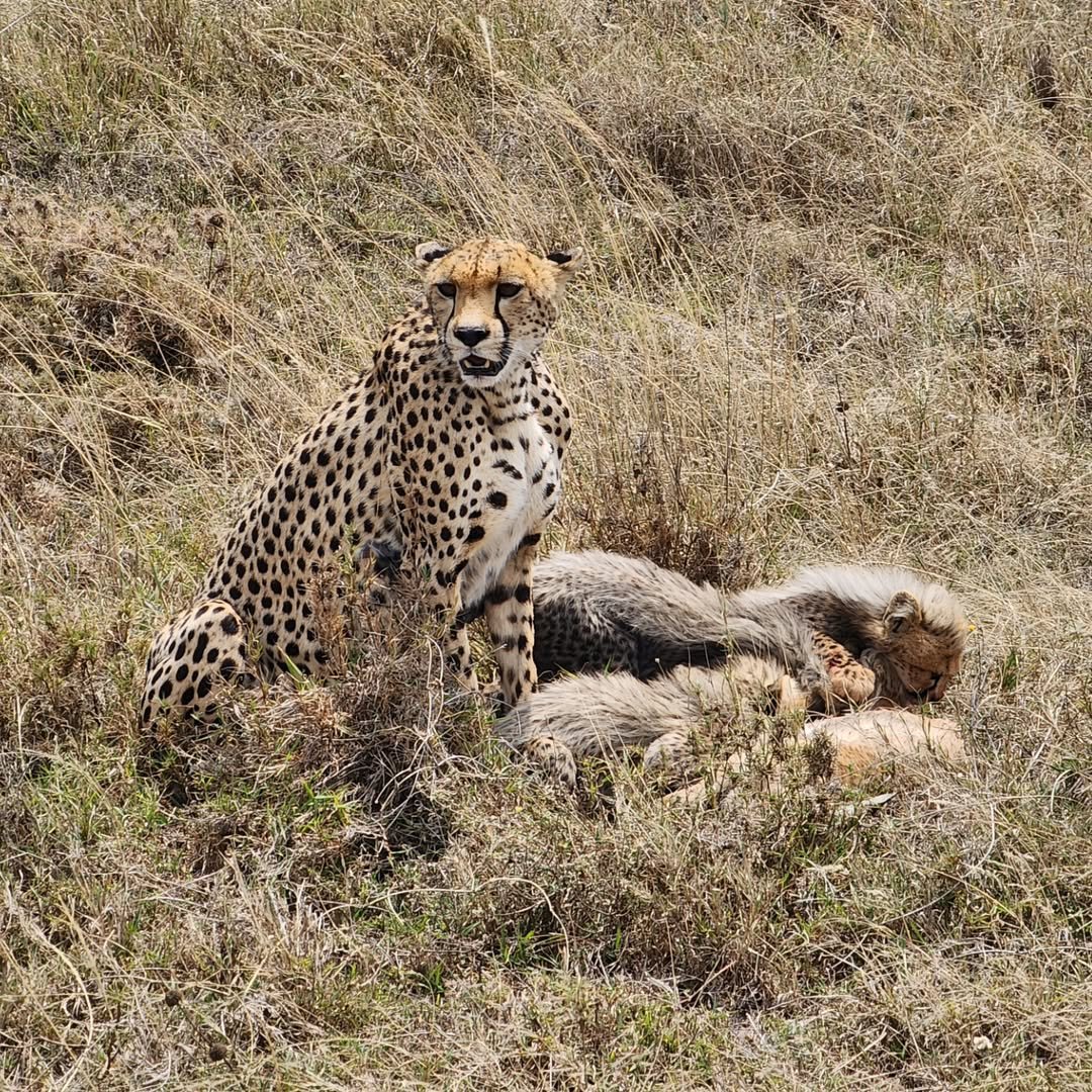 7-Day Complete Northern Tanzania Safari - Image 5