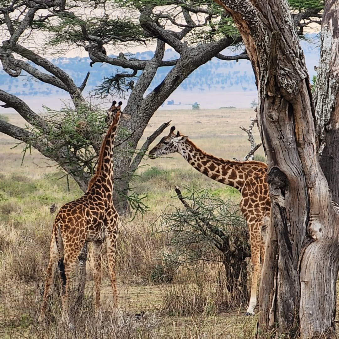 7-Day Complete Northern Tanzania Safari - Image 7