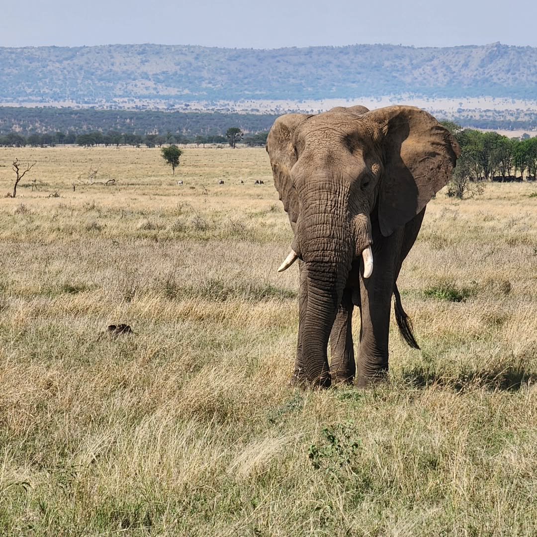 7-Day Complete Northern Tanzania Safari - Image 10