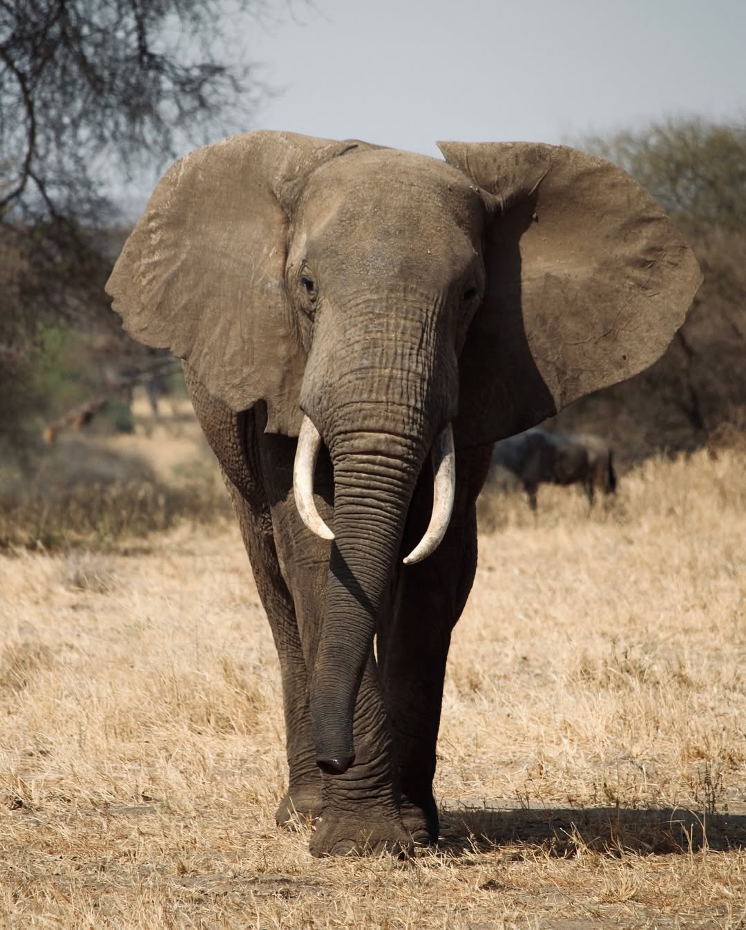 3-Day Arusha NP, Tarangire & Ngorongoro - Image 4