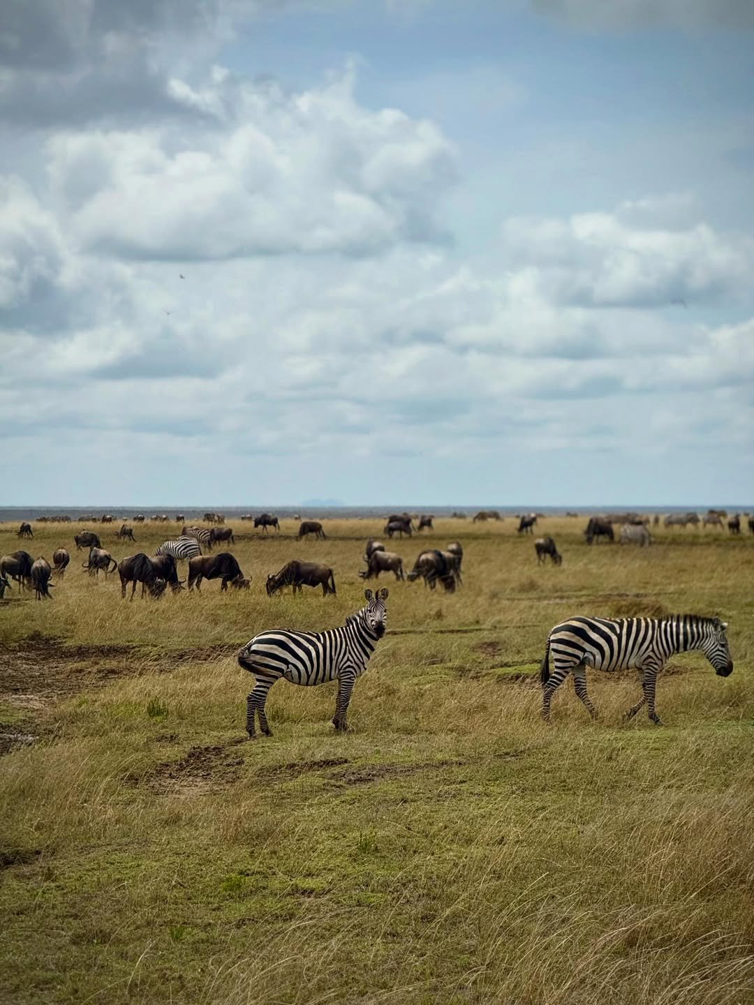 3-Day Arusha NP, Tarangire & Ngorongoro - Image 6