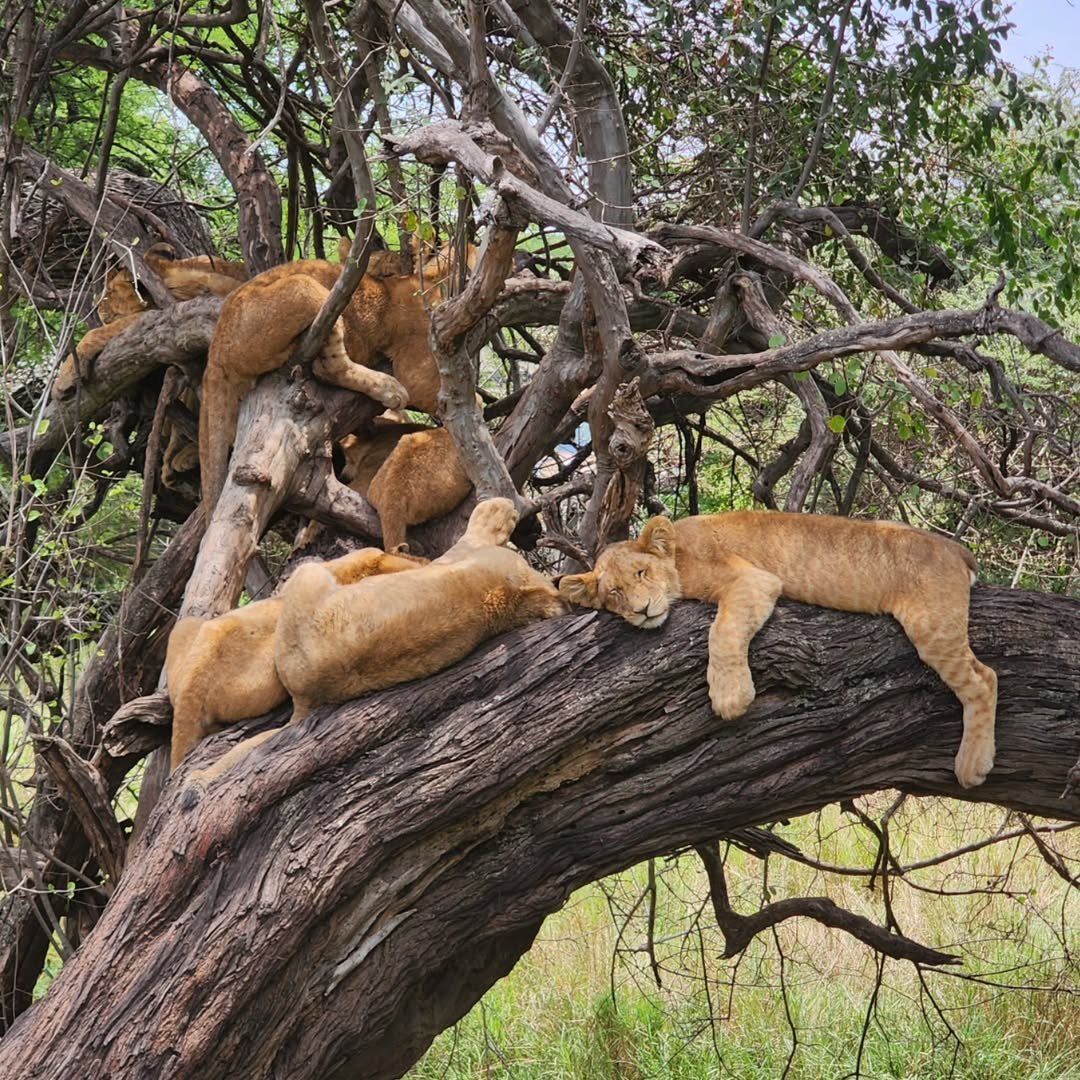 3-Day Tarangire & Ngorongoro (Comfort) - Image 8