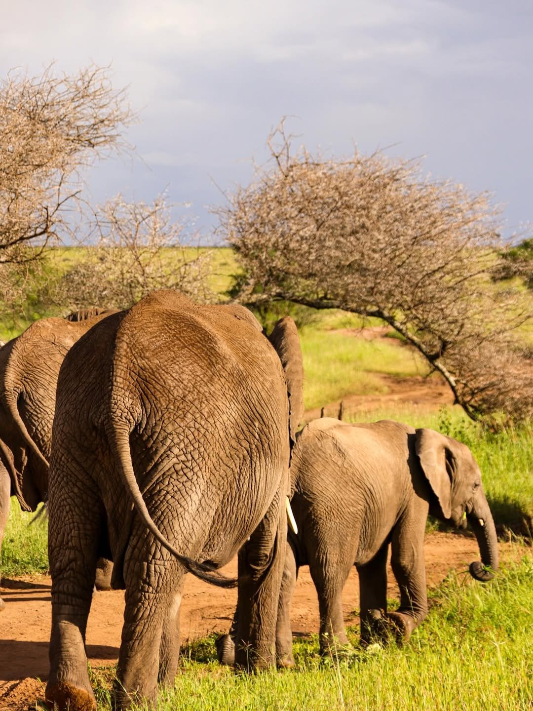 6-Day Ndutu, Serengeti & Ngorongoro