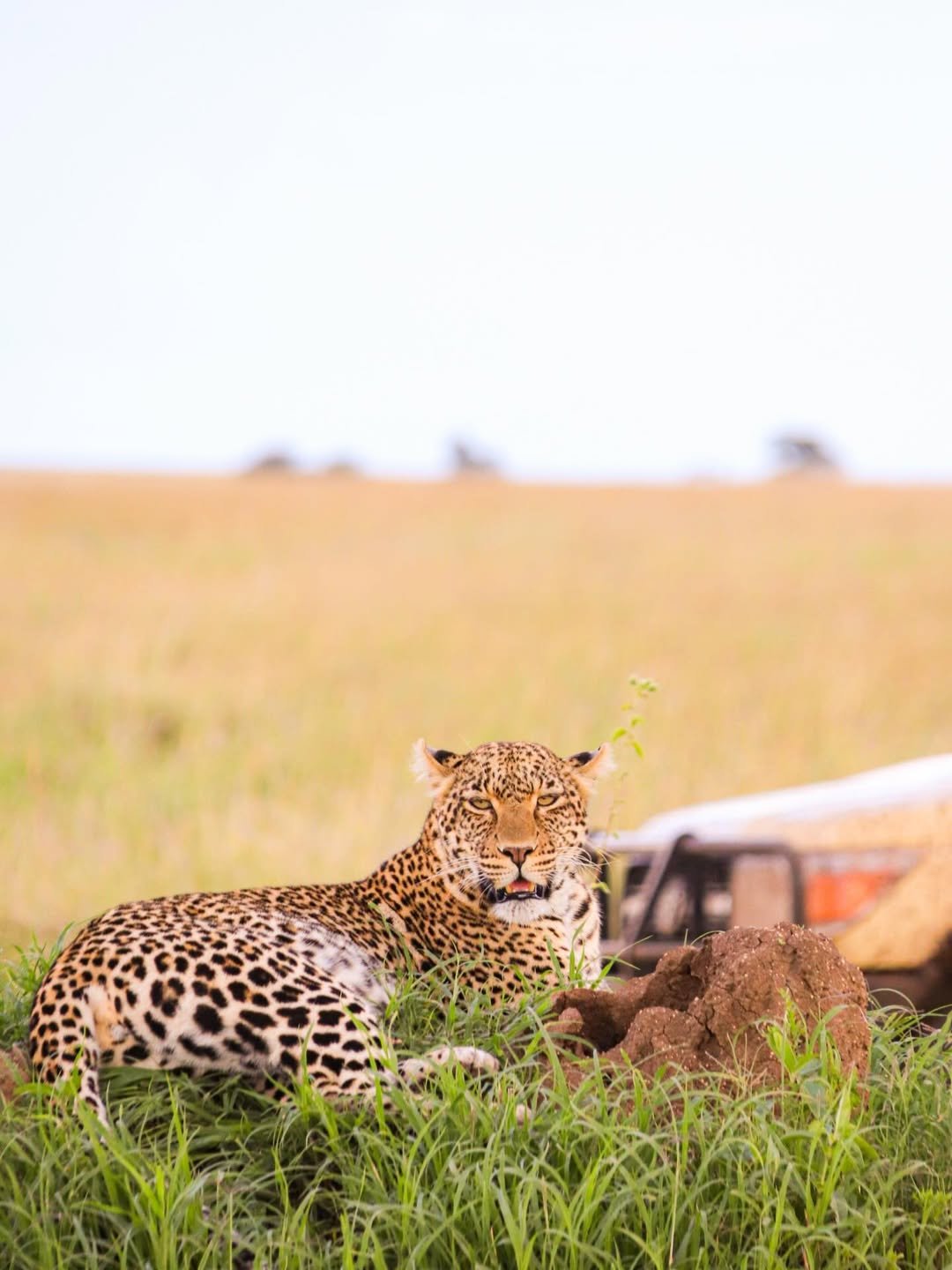 6-Day Manyara, Ngorongoro & Serengeti