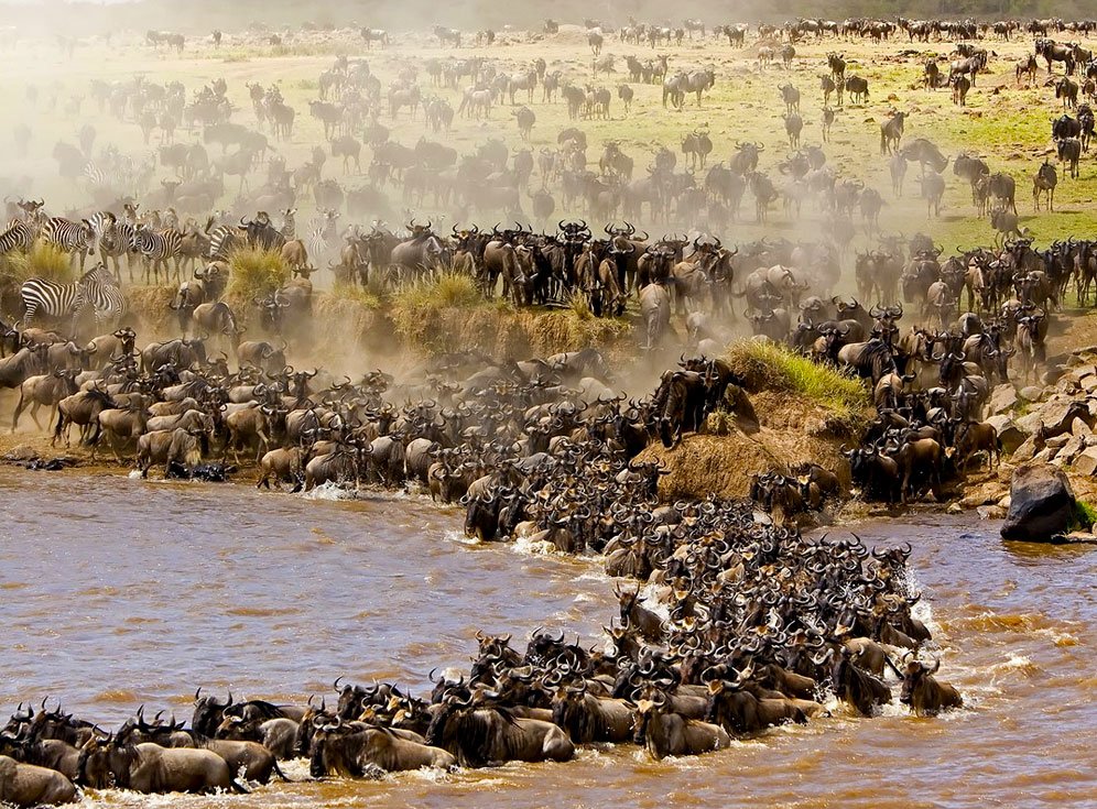 Witness the Great Migration in Northern Serengeti - Image 3