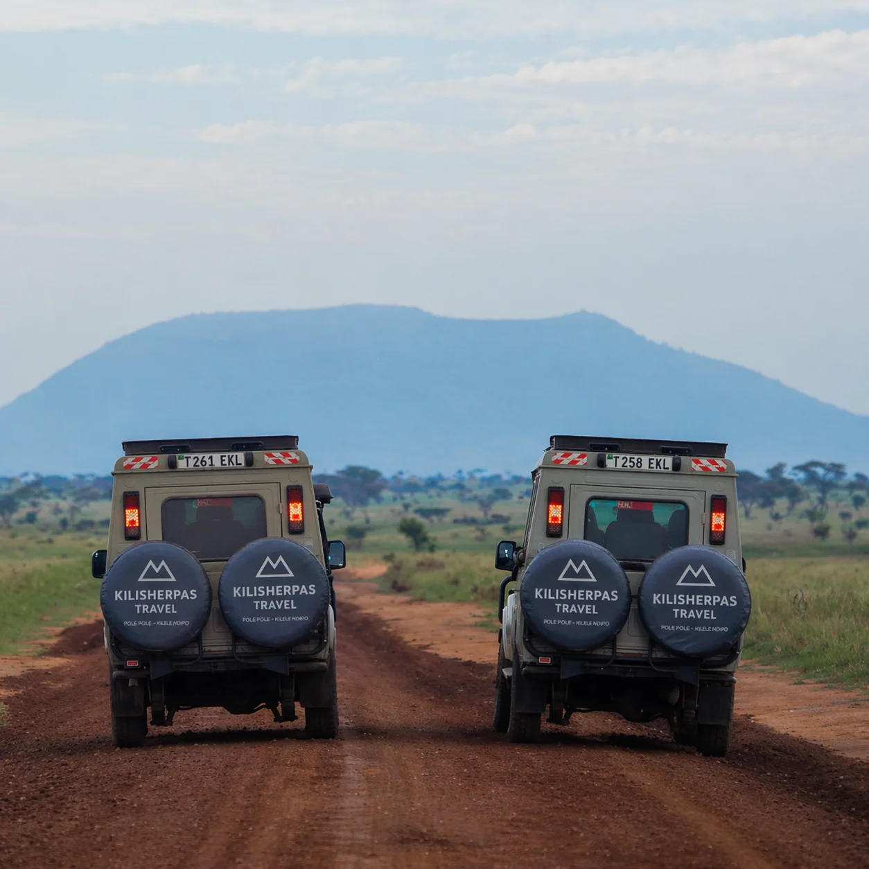 Safari Background