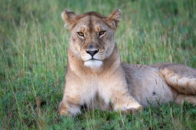 Tanzania Safari | Serengeti, Lake Manyara, Ngorongoro Crater & Tarangire