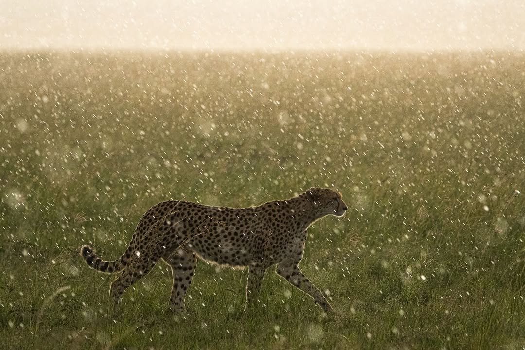 Tanzania’s Weather: The Best Time to Travel (2026 Guide)