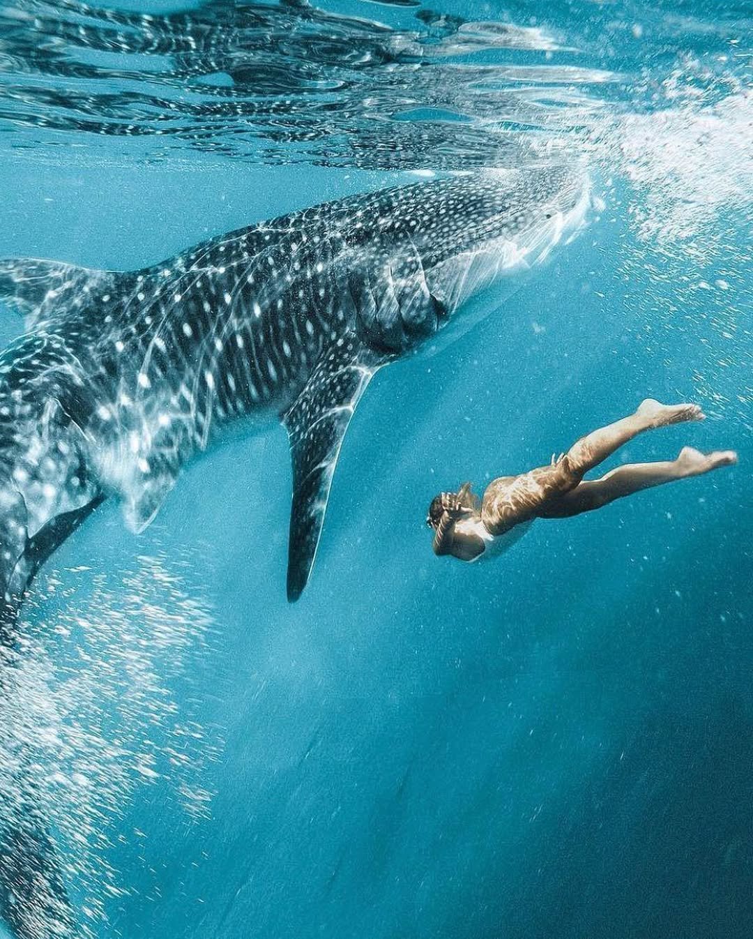 Gentle Giants: Swimming with Whale Sharks on Mafia Island, Tanzania