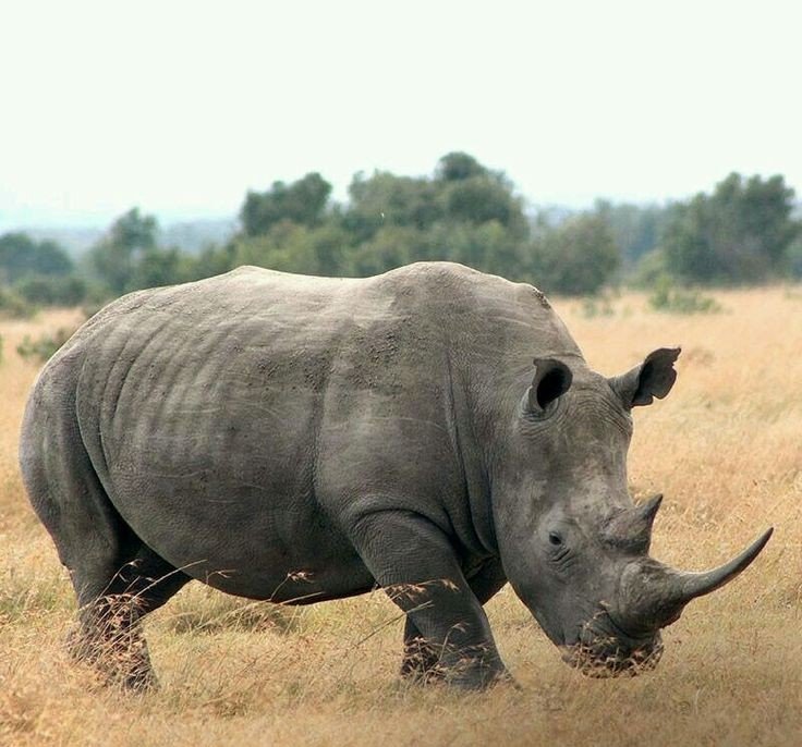 Guide to the Big Five Animals in Tanzania: Complete Safari Experience